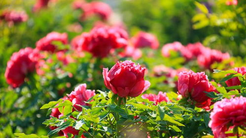 618熱度減退，半畝花田如何憑借苗木種植逆勢增長？